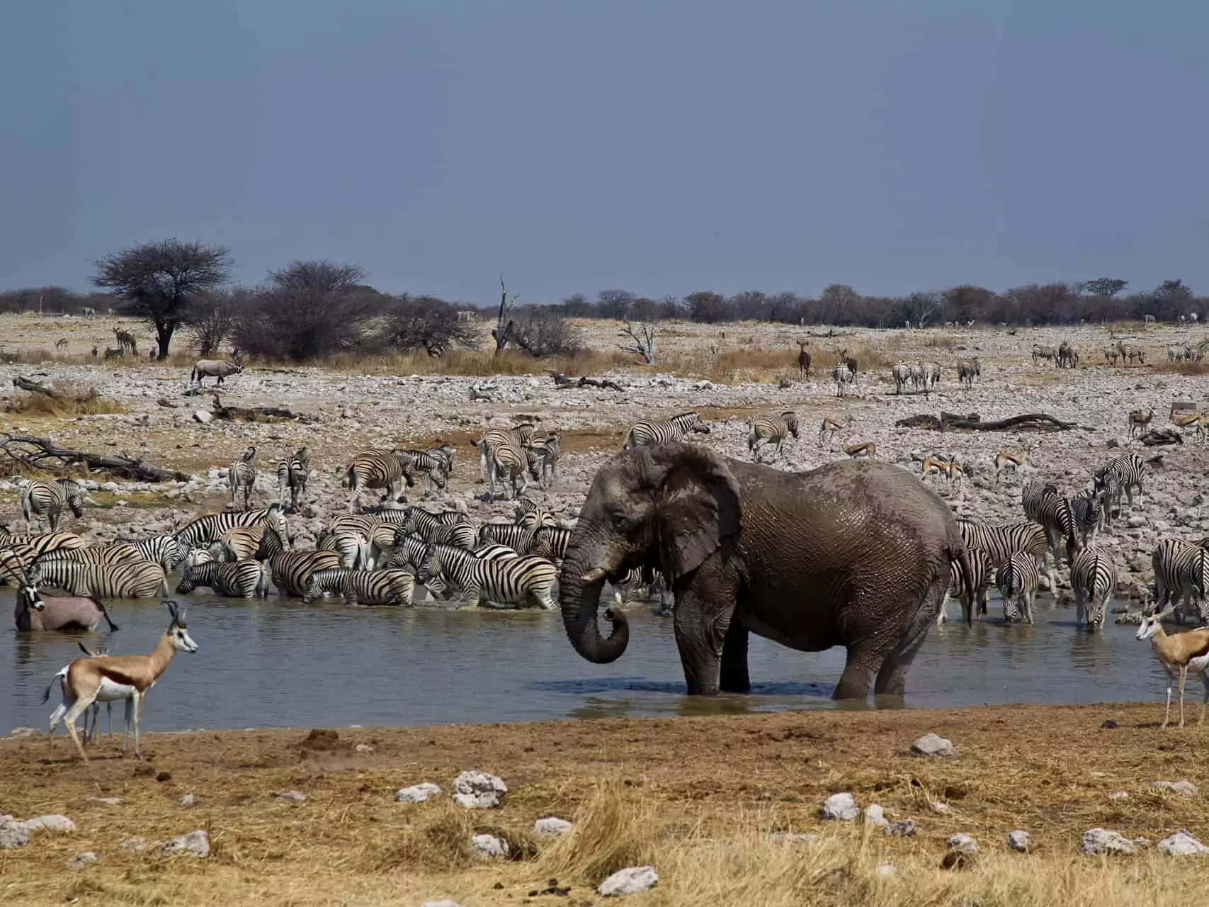 Wasserloch in Etosha (c) Wilderness Safaris