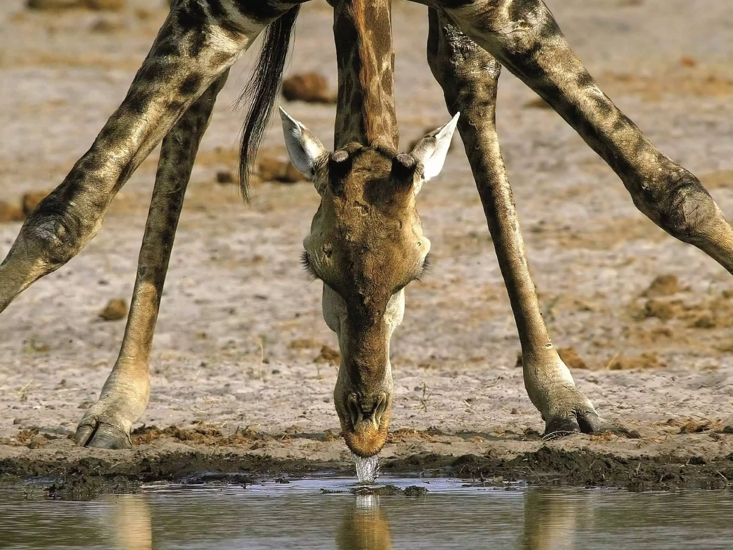 Giraffe aus AFRICA von Michael Poliza (c) teNeues